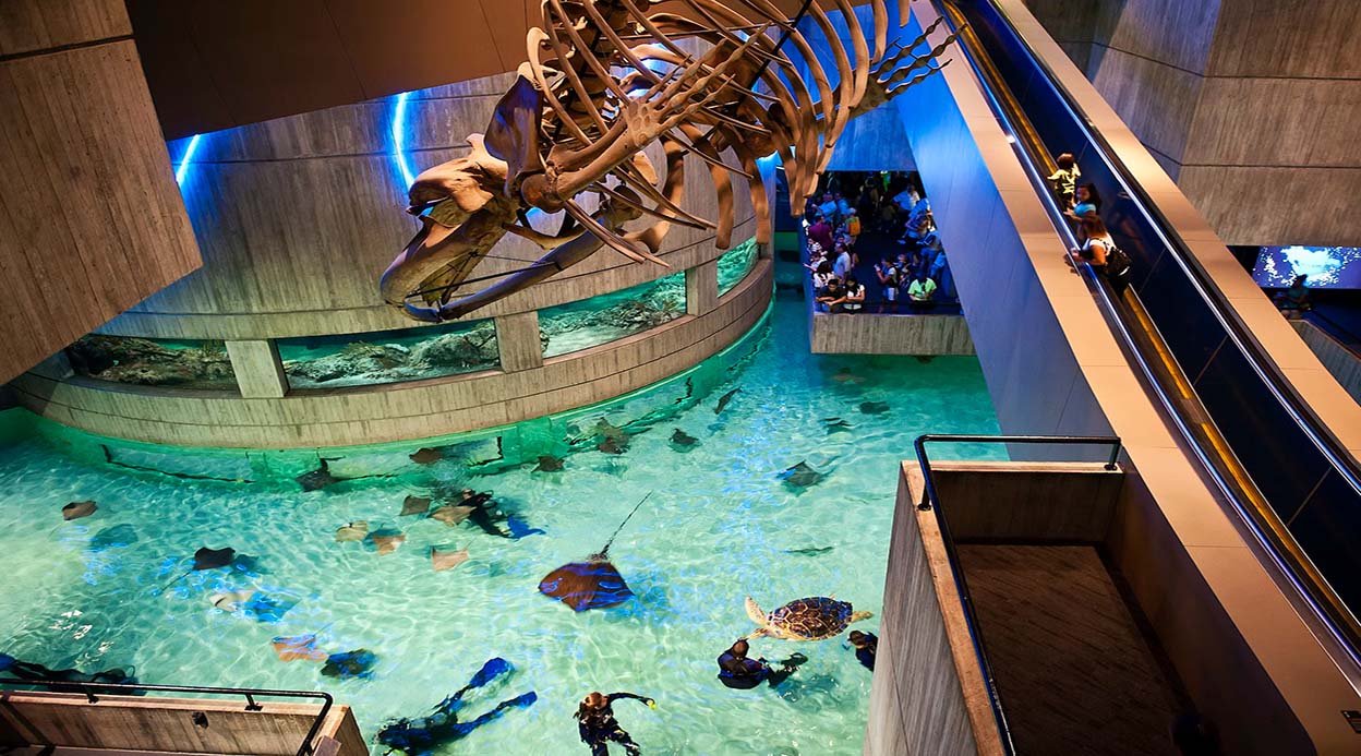 Exploring Baltimore’s National Aquarium: An Intimate Encounter with Marine Life